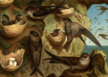Chim yến làm tổ | Bài thơ Chim yến làm tổ
