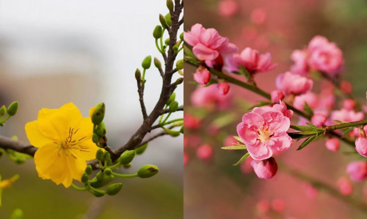 Hoa đào hoa mai | Bài thơ Hoa đào hoa mai (Lệ Bình)