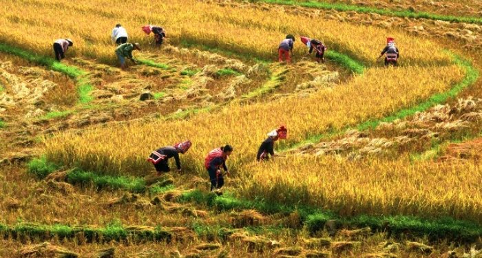 Mùa gặt | Bài thơ Mùa gặt (Nguyễn Lãm Thắng)