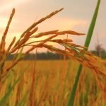 Thăm lúa | Bài thơ Thăm lúa (Trần Hữu Thung)