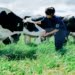 Chị công nhân chăn bò | Bài thơ Chị công nhân chăn bò