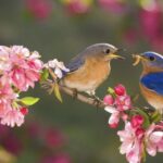 Mùa xuân nho nhỏ | Bài thơ Mùa xuân nho nhỏ