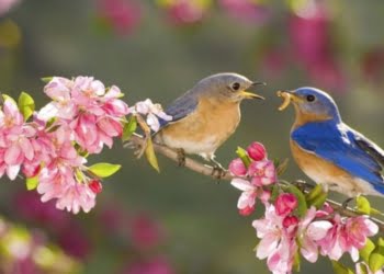 Mùa xuân nho nhỏ | Bài thơ Mùa xuân nho nhỏ