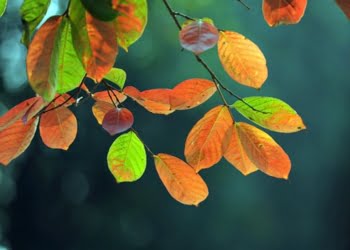 Âm thanh mùa thu | Bài thơ Âm thanh mùa thu