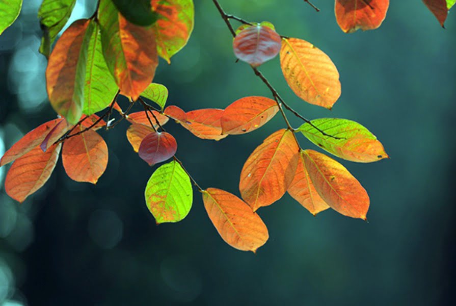 Âm thanh mùa thu | Bài thơ Âm thanh mùa thu