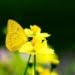 Con bướm vàng | Bài thơ Con bướm vàng