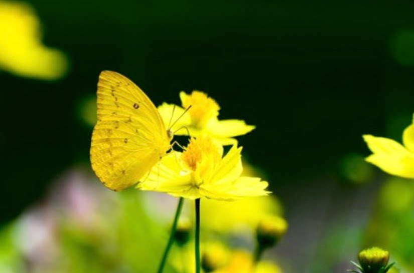 Con bướm vàng | Bài thơ Con bướm vàng