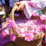 Bài thơ Hoa hồng Bun-ga-ri: Hoa Hồng Bun-ga-ri, Ôi! Loài hoa diệu kì