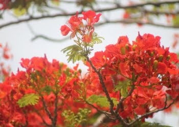 Hoa phượng | Bài thơ Hoa phượng