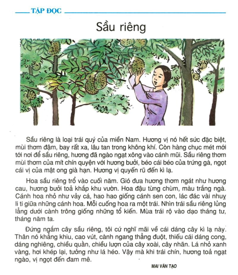 Tập đọc Sầu riêng (SGK Tiếng Việt 4): Sầu riêng là loại trái quý của miền Nam