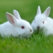 Đôi thỏ | Bài thơ Đôi thỏ: Em nuôi một đôi thỏ, Bộ lông trắng như bông