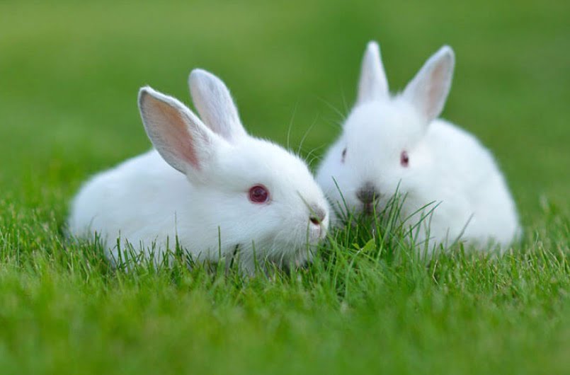Đôi thỏ | Bài thơ Đôi thỏ: Em nuôi một đôi thỏ, Bộ lông trắng như bông