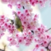 Mùa xuân | Bài thơ Mùa xuân: Mùa xuân gọi dậy chồi non