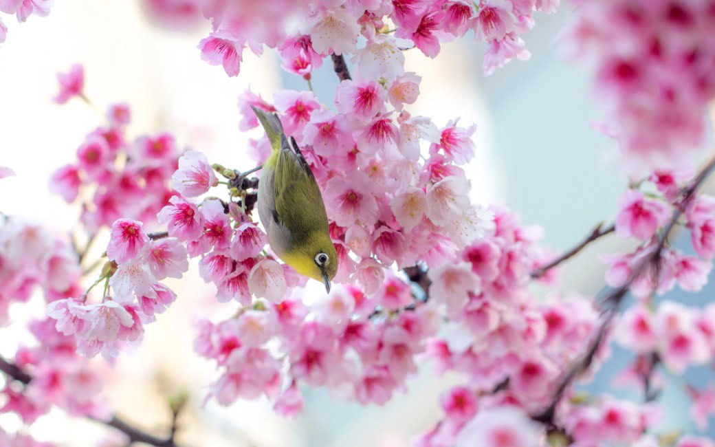 Mùa xuân | Bài thơ Mùa xuân: Mùa xuân gọi dậy chồi non