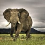Bài thơ Con voi: Kể chuyện con voi, Cái vòi lủng lẳng