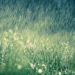 Tia nắng hạt mưa | Bài thơ Tia nắng, hạt mưa