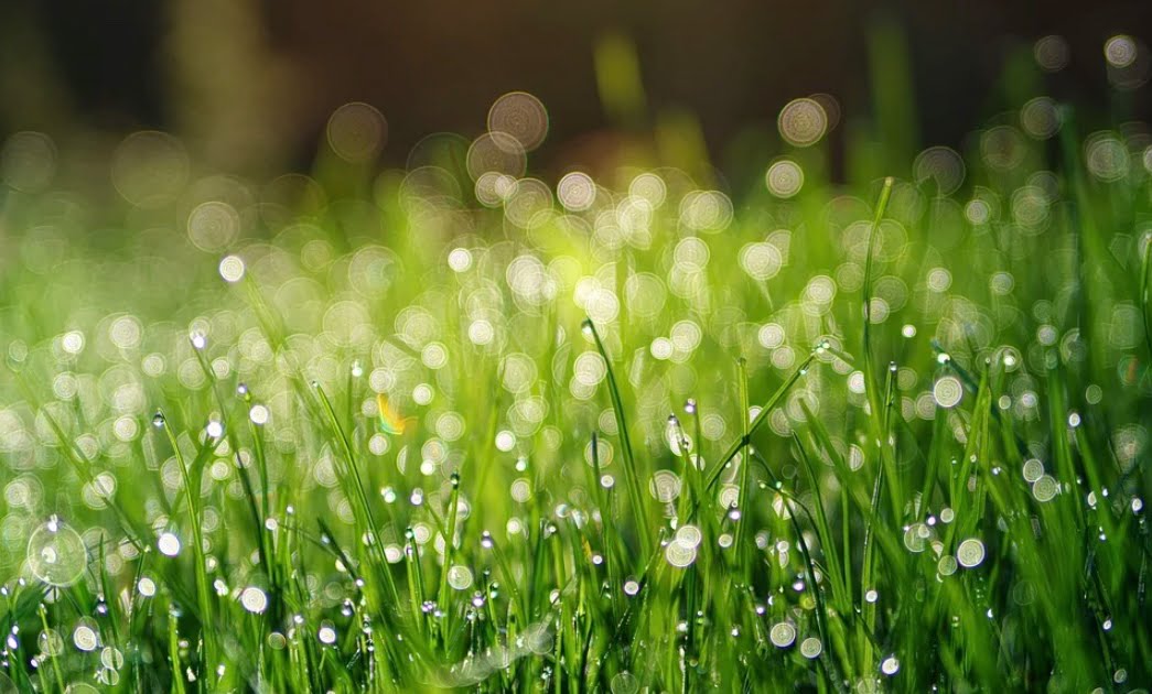 Giọt nắng | Bài thơ Giọt nắng: Giọt nắng của mùa xuân