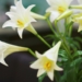 Hoa loa kèn | Câu đố Là hoa gì? (SGK Tiếng Việt lớp 2)