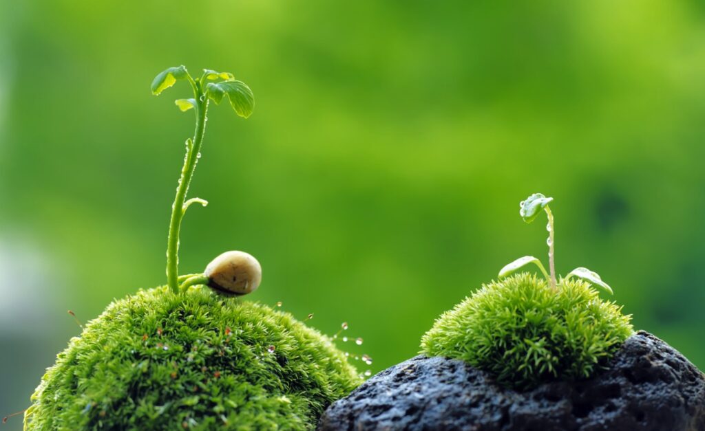 Bài thơ Lời của cây (Trần Hữu Thung) | GợiÝ.vn