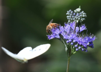 Bài thơ Ong và bướm: Con bướm trắng, Lượn vườn hồng