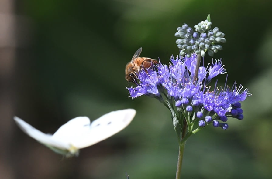 Bài thơ Ong và bướm: Con bướm trắng, Lượn vườn hồng