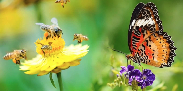 Ong và bướm | Bài thơ Ong và bướm