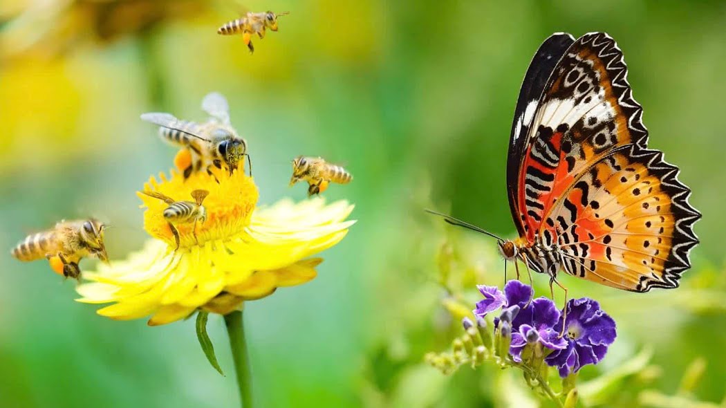 Ong và bướm | Bài thơ Ong và bướm