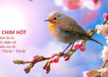 Bài thơ Con chim hót | Bài thơ Chim hót
