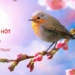 Bài thơ Con chim hót | Bài thơ Chim hót