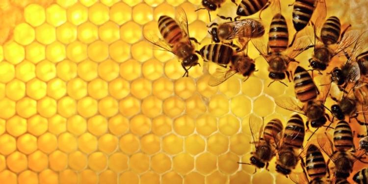 Đàn ong mật | Bài thơ Đàn ong mật