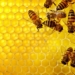 Đàn ong mật | Bài thơ Đàn ong mật