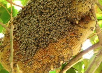 Tổ ong mật | Bài thơ Tổ ong mật